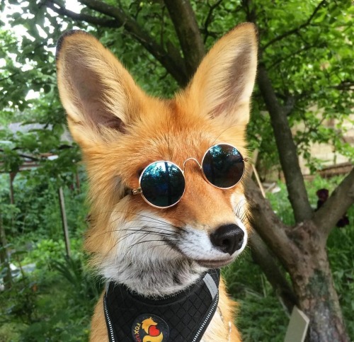 everythingfox - This fox is cooler than us