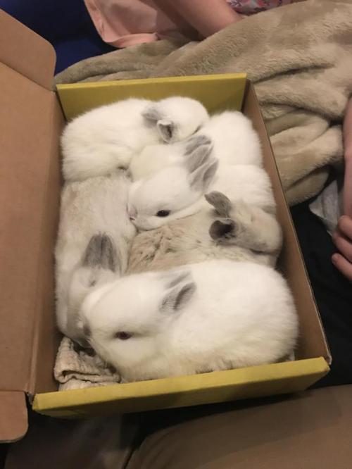 geekgirles - bunsxbunsxbuns - A box full of bunnies. These guys...