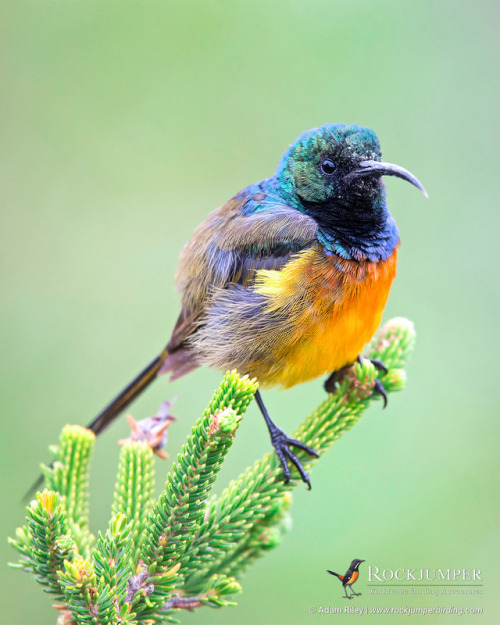 rockjumperbirdingtours - Photo of the Day – The Orange-breasted...