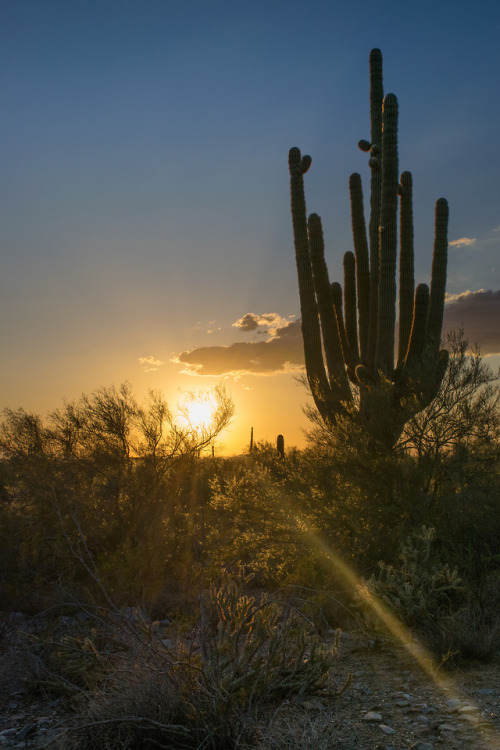 thebeautifuloutdoors - Arizona Sunset. Scottsdale, AZ....