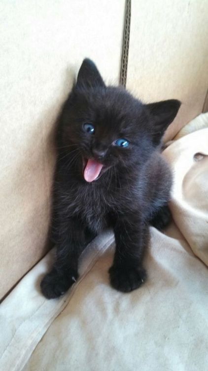 babydogdoo:Black cats are beautiful