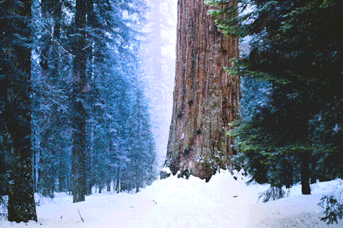 leahberman:thawgeneral sherman, sequoia national...