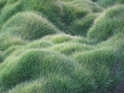 cookpot - [id - Photo of soft green grass covering a very lumpy...