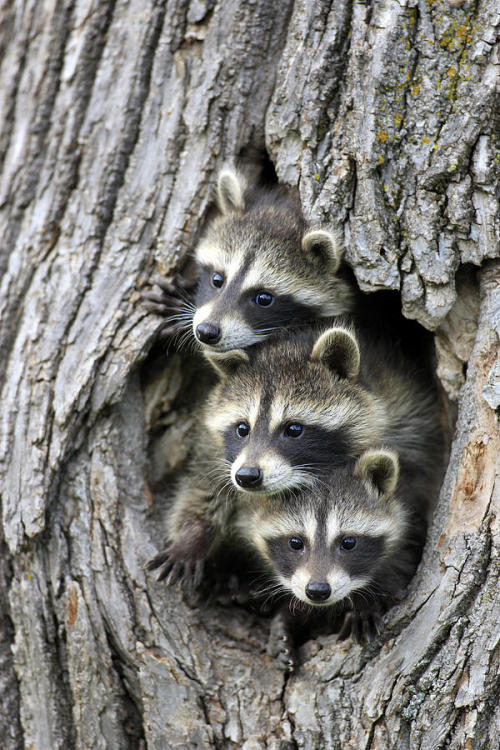 beautiful-wildlife - Raccoon Trio by Jurgen & Christine Sohns