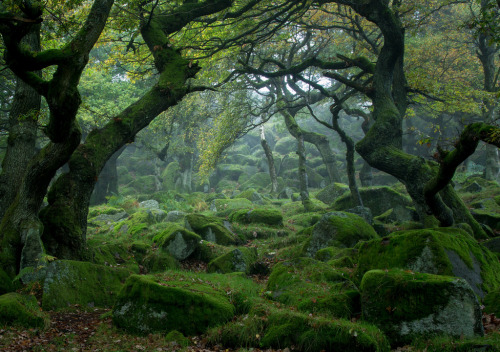 A Trip to Padley Gorge by Duncan Fawkes on Flickr