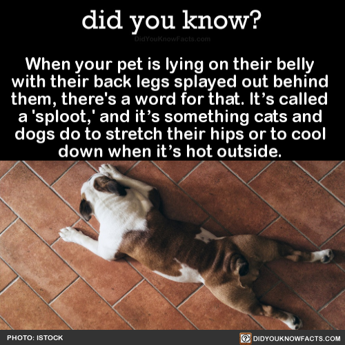 when-your-pet-is-lying-on-their-belly-with-their