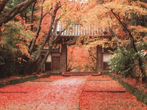 punipunijapan - Autumn leaves in Japanese is 紅葉(kouyou). ...