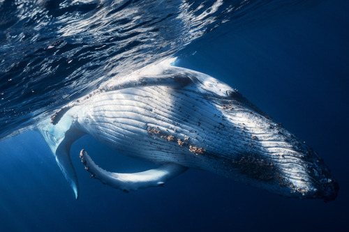 earthlynation:Beautiful Whales. Photos by Gaby B