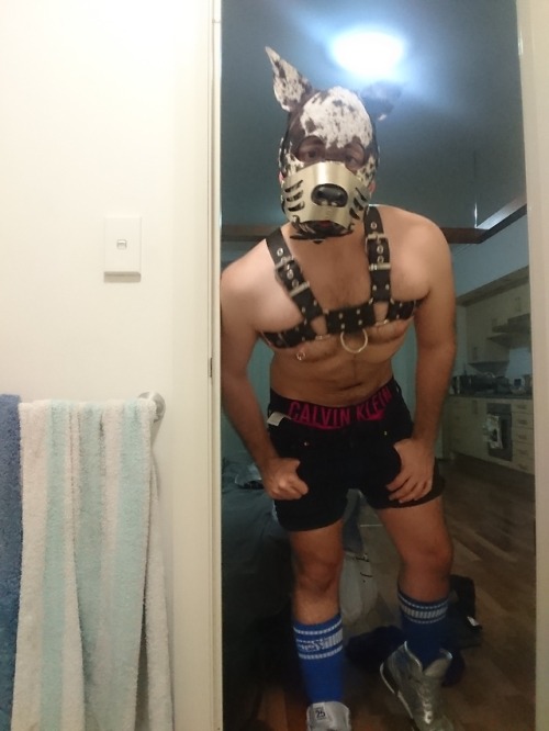 pup-gunnar - pupskyler - pupsentinel - Who’s gunna take me for...