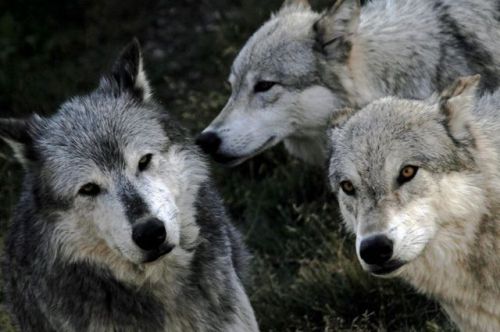 wolveswolves - Bykaren crewe