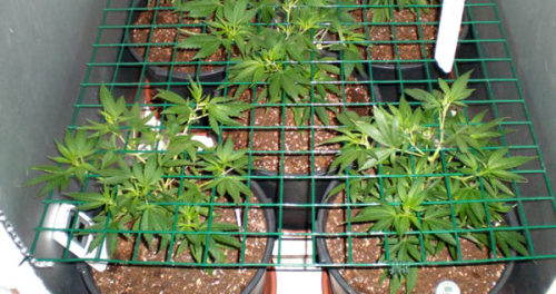 herbmedication - Indoor marijuana growers face a unique...