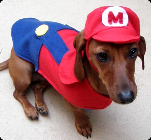 Image result for dogs dressed as nintendo characters