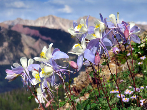 thebeautifuloutdoors - Columbine Wildflowers in the Rocky...