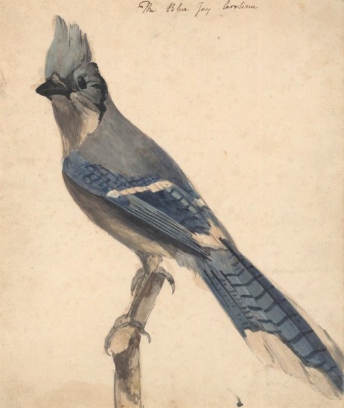 heartbeat-of-leafy-limbs - PHILIP REINAGLE The Blue Jay [late...