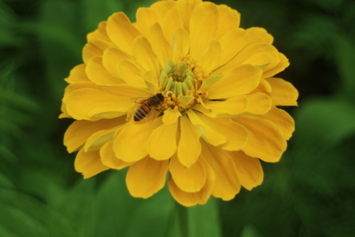 zoologicallyobsessed - European honey bees (Apis mellifera) on...