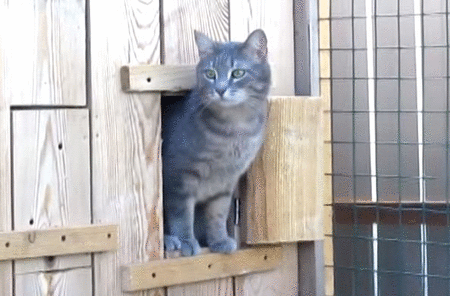 catsdogsblog - More awesome GIFs here