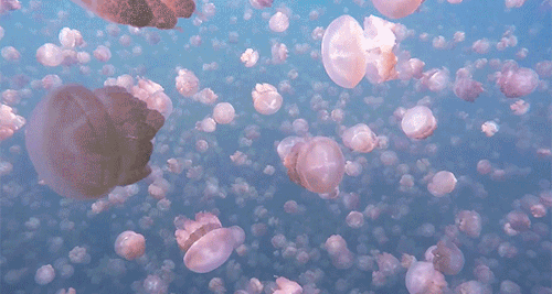 smartgirlsattheparty - itscolossal - Jellyfish Lake, Palau,...