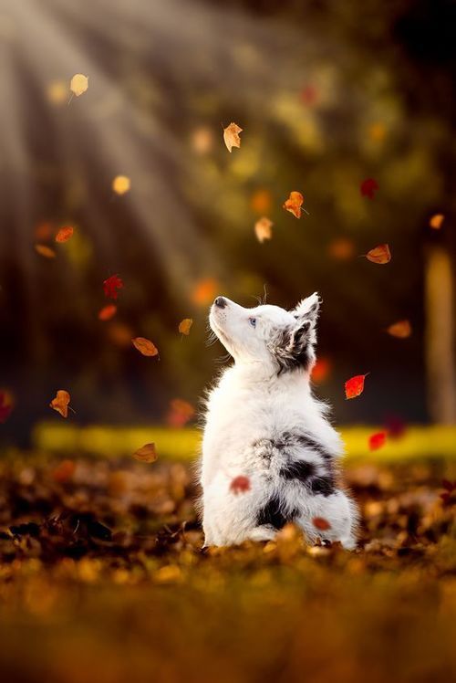 animals-lovers - Autumn