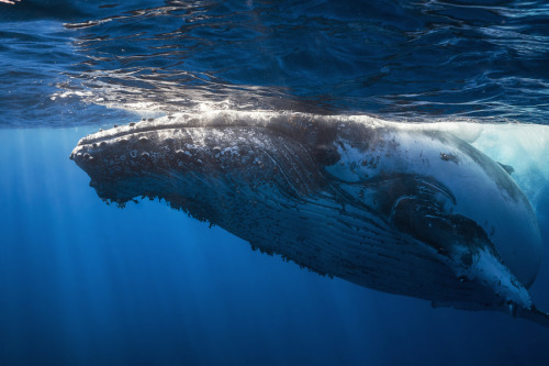earthlynation:Beautiful Whales. Photos by Gaby B