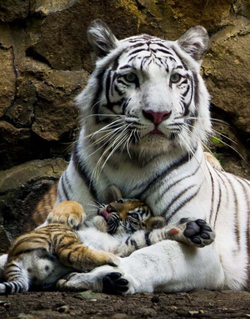 cutecornflakes:Safe in momma’s paws