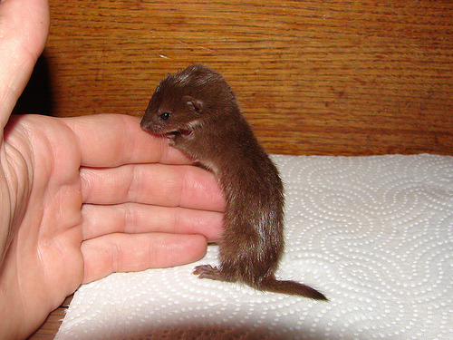kompanie-mutter - reeve-of-caerwyn - @kotaplez Some baby weasels,...
