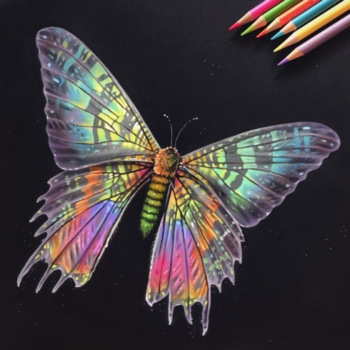 Iridescent madagascan sunset moth colored pencil drawing. 
