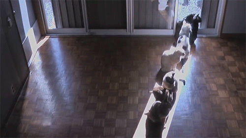 hongrie:time-lapse sun-cats ひまわり猫窓  