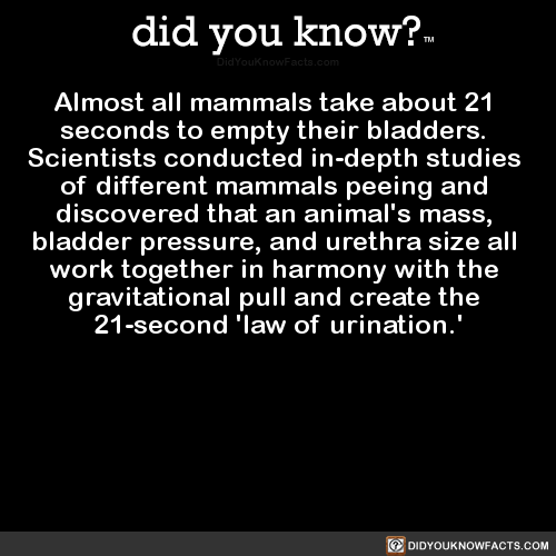 almost-all-mammals-take-about-21-seconds-to-empty