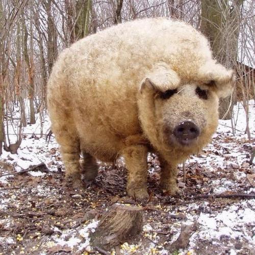 sissyhiyah - sixpenceee - Mangalitsa is a natural breed of pigs...