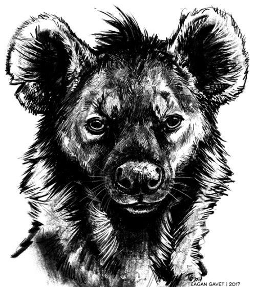 Scratchy hyena warm-up from Twitter the other day…