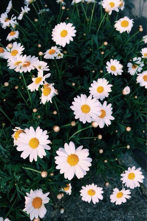 wallpaper daisy | Tumblr