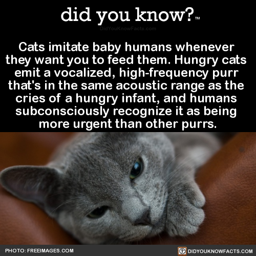 cats-imitate-baby-humans-whenever-they-want-you