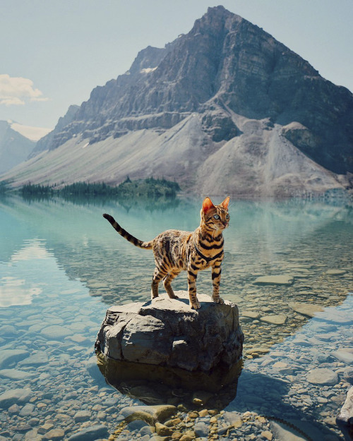 landscape-photo-graphy - Beautiful Bengal Cat Suki Adds Magic...