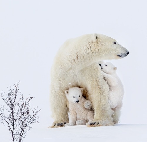 Polar Bear Mom and Cubs by © David HemmingsThis Polar Bear and...