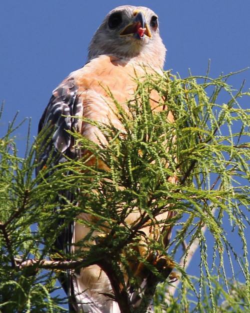 Red shouldered hawk. Sticking his tongue out