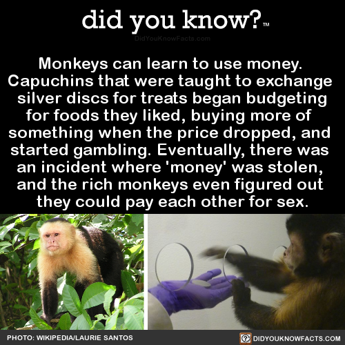monkeys-can-learn-to-use-money-capuchins-that