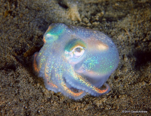 misscrits:poopcop:GREAT octopus TEN OUT OF TEN shinyThis...
