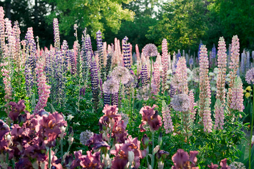floralls - Cottage gardenby  Georgianna Lane