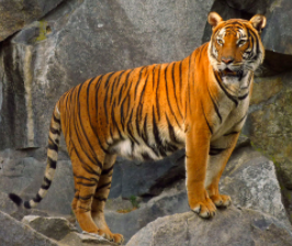 An actual tiger.  As you can see, it is virtually indistinguishable from Tiger Mask.