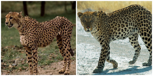 cheetah vs. leopard | Tumblr