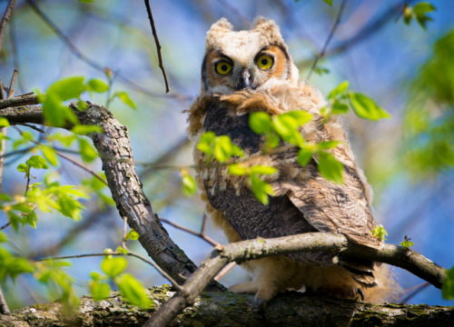 Grand-duc d'Amérique / Great Horned Owlet (Bubo virginianus) -...