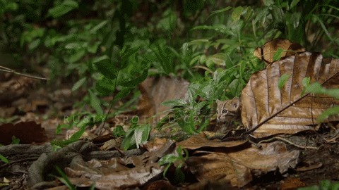 soilder9 - techyvegan - World’s Smallest Cat - Rusty Spotted Cat |...