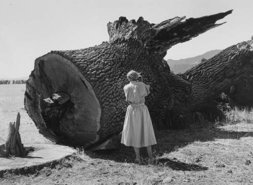 joeinct - Dorothea Lange Photographing Tree, Photo by Pirkle Jones