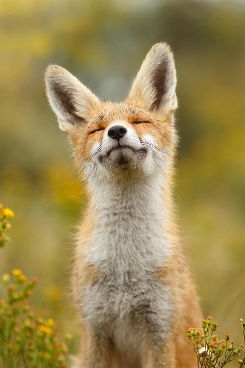 beautiful-wildlife - Happy Fox by © Roeselien Raimond