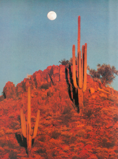 mariah-do-not-care-y: Jack W. Dykinga, Saguaro National...