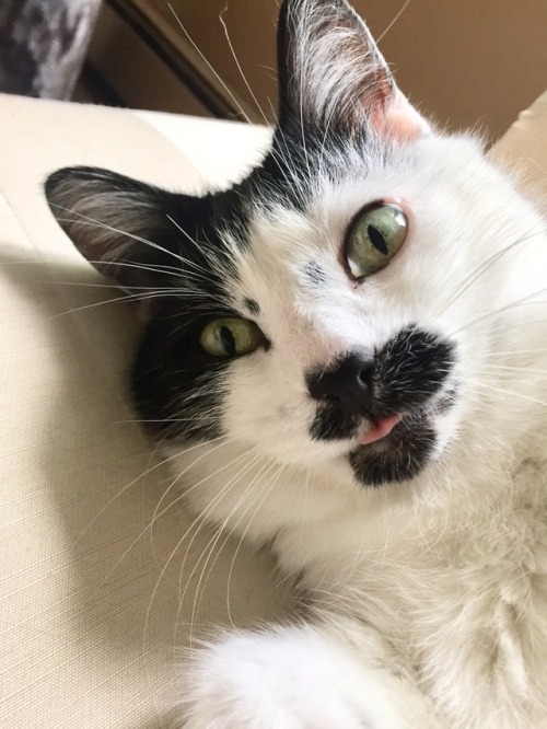 daily-blep - a small and confused blep after One Giant Sneeze