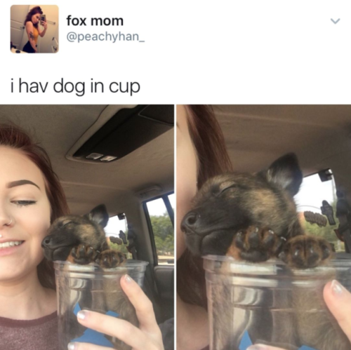 daddysbrattybabygirll - Hear me out, even better “pup in a cup”...