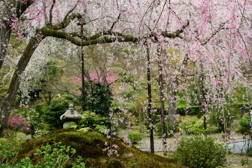 japan-overload - Japan_Kyoto_Temple_Gardens by Sarah Scott