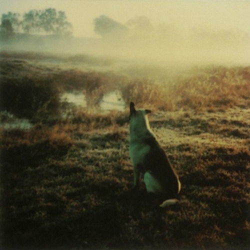 latenightpersonality:Photos by Andrei Tarkovsky: Polaroid, 1980...