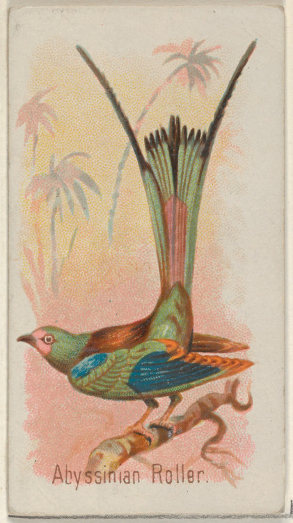 met-drawings-prints - Abyssinian Roller, from the Song Birds of...